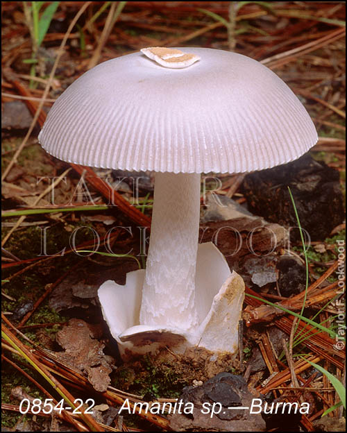 Amanita sp.