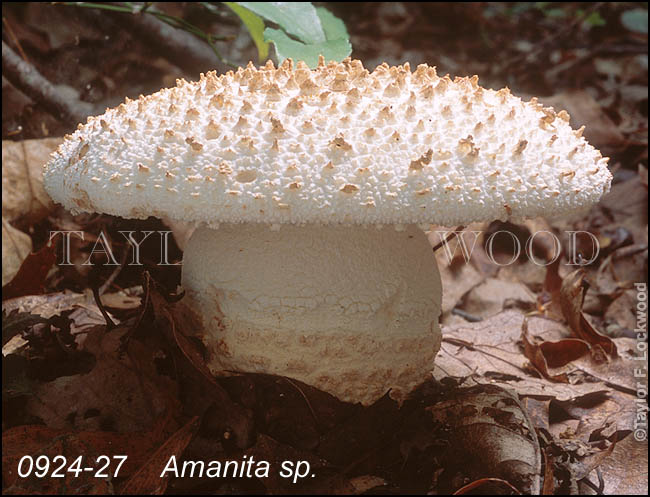 Amanita sp.