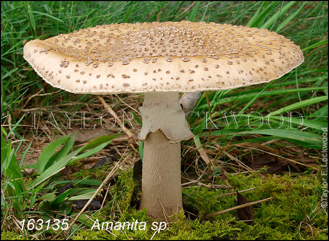 Amanita sp.