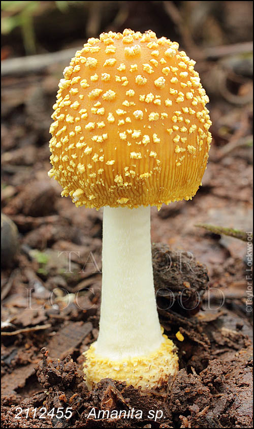 Amanita sp.