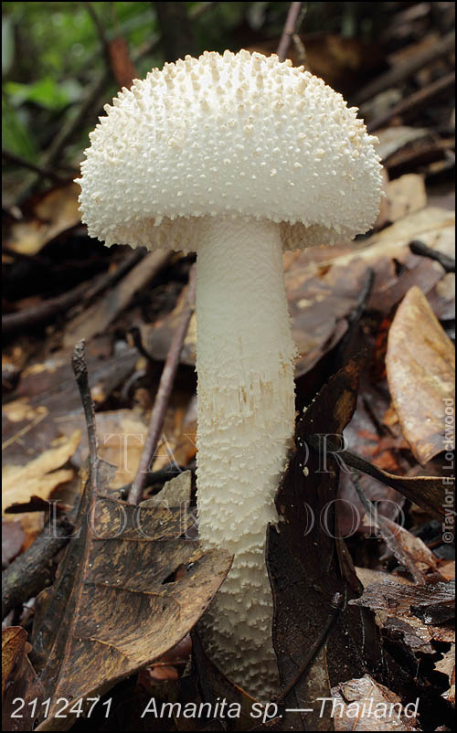 Amanita sp.