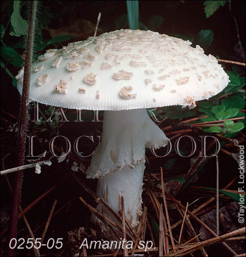 Amanita sp.