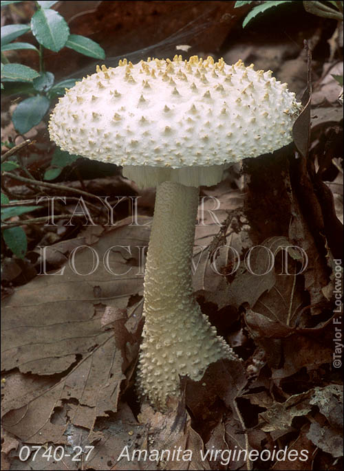 Amanita virgineoides