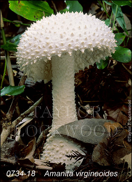 Amanita virgineoides