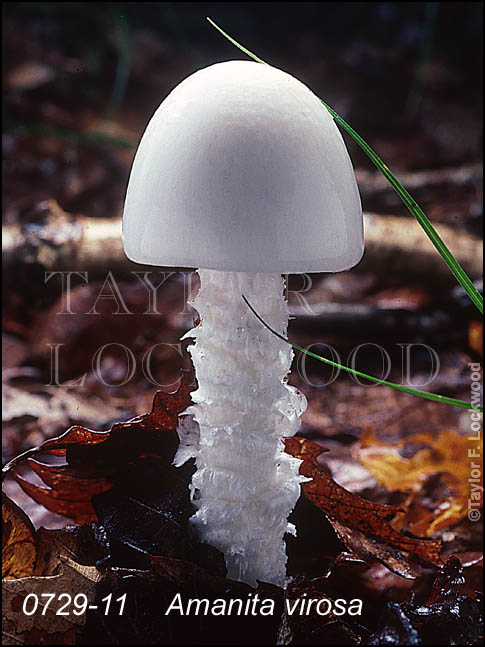 Amanita virosa