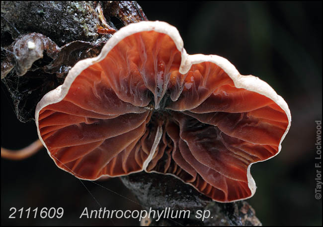 Anthrocophyllum sp.