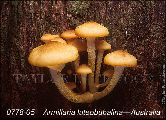 Armillaria luteobubalina - Australia