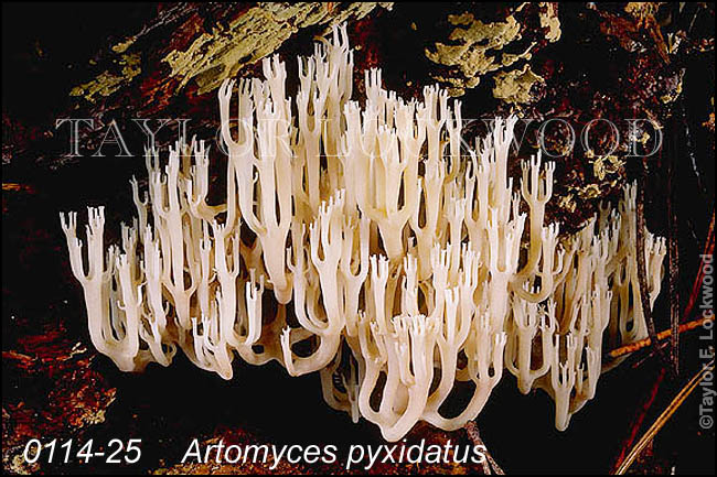 Artomyces pyxidatus