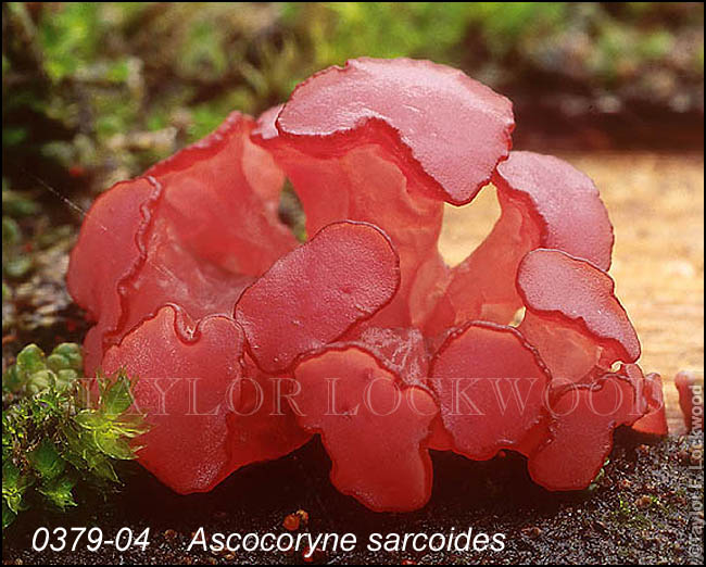 Ascocoryne sarcoides