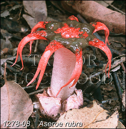 Aseroe rubra - Hawaii