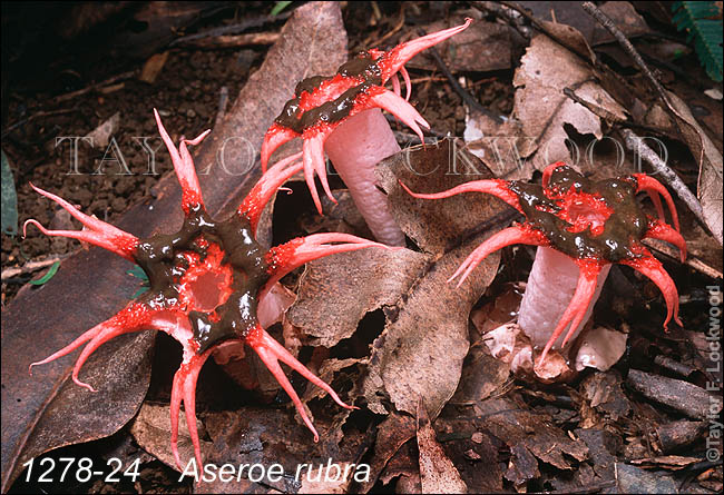 Aseroe rubra