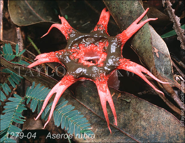 Aseroe rubra