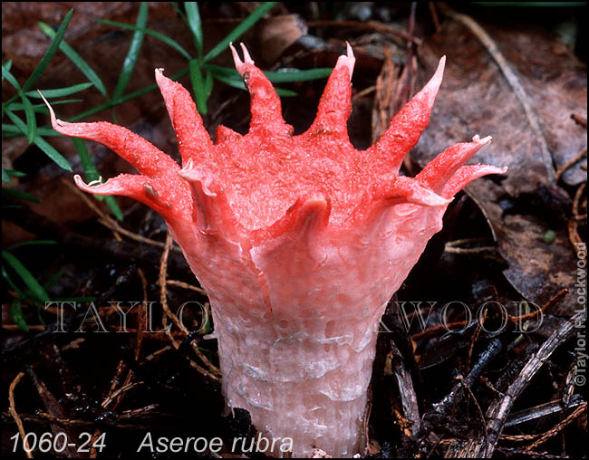 Aseroe rubra