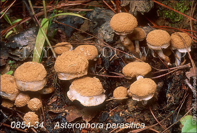 Asterophora parasitica