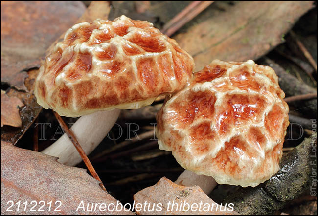 Aureoboletus thibetanus