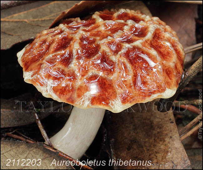 Aureoboletus thibetanus