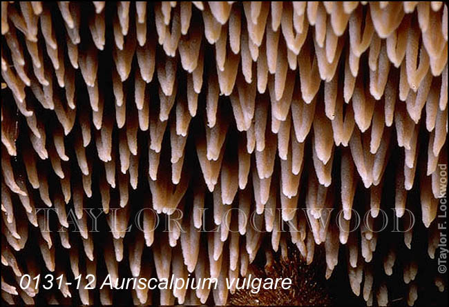 Auriscalpium vulgare