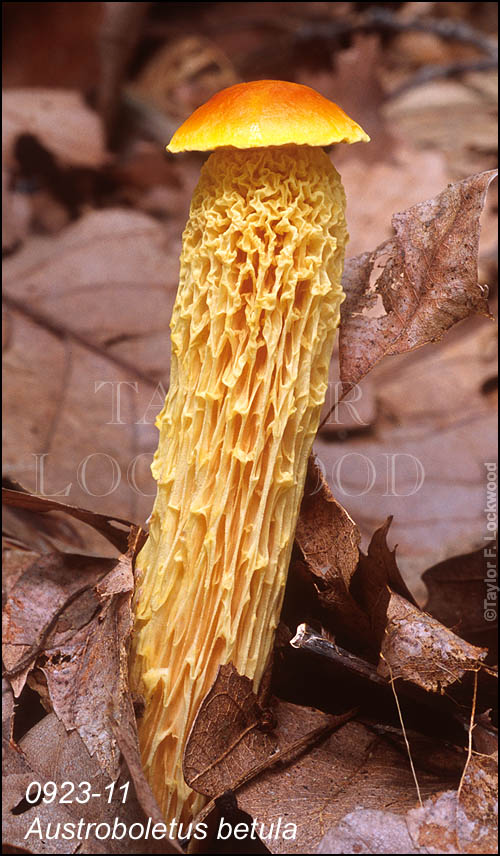 Austroboletus betula