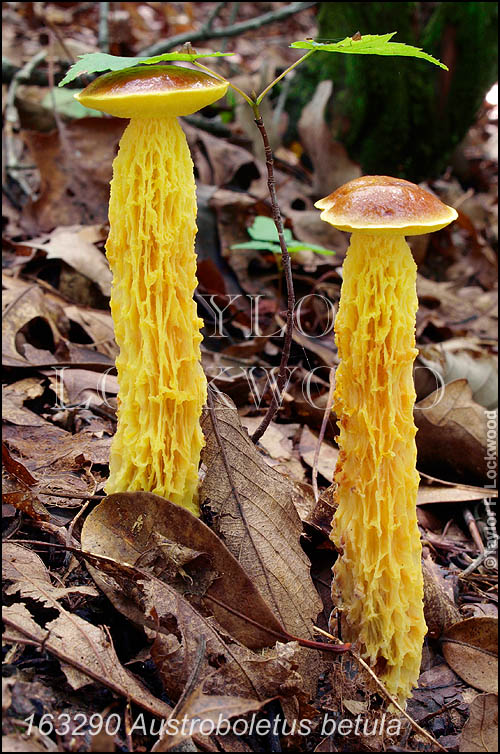 Austroboletus betula