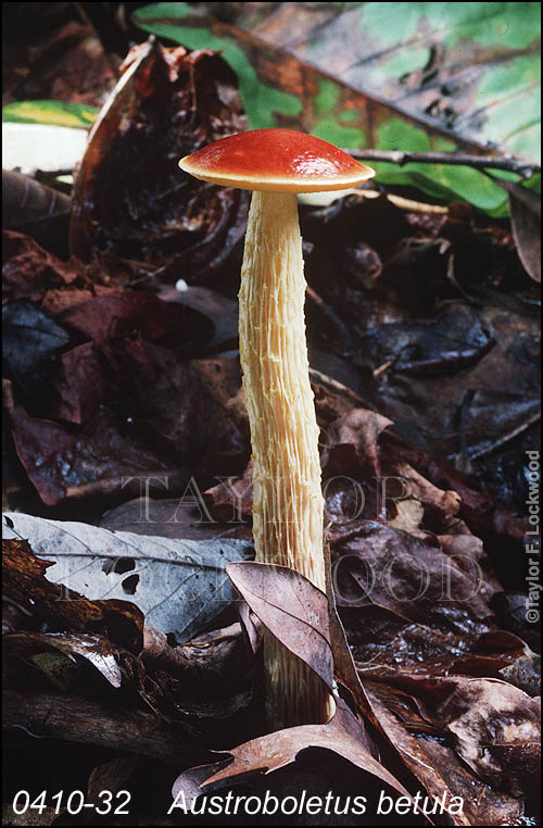 Austroboletus betula