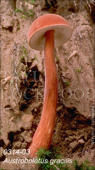 Austroboletus gracilis