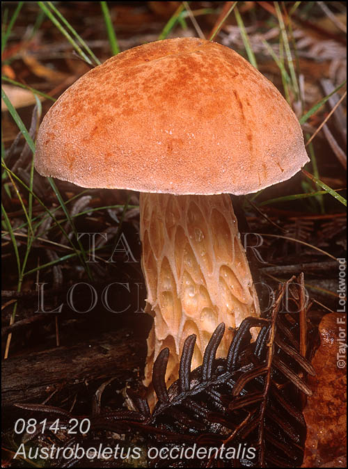 Austroboletus occidentalis