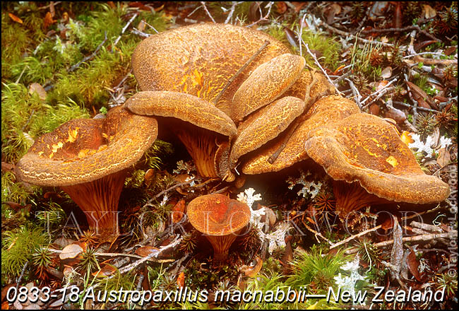 Austropaxillus macnabbii