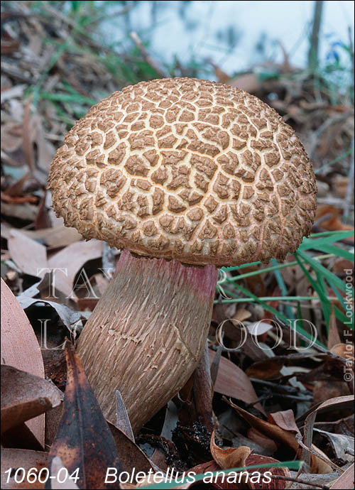 Boletellus ananas