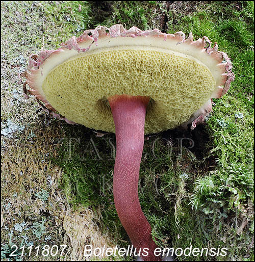 Boletellus emodensis