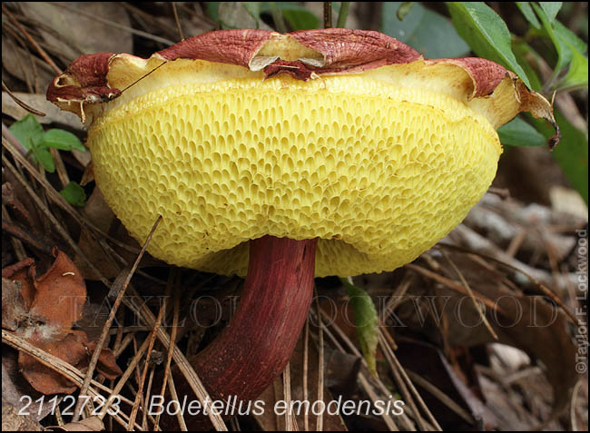 Boletellus emodensis