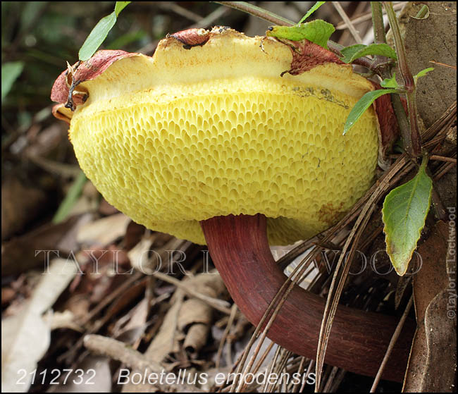 Boletellus emodensis