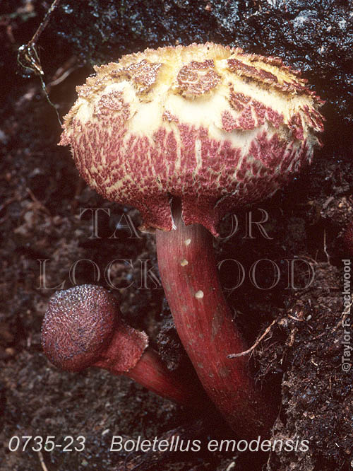 Boletellus emodensis