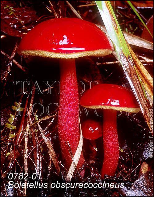 Boletellus obscurecoccineus