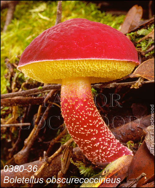 Boletellus obscurecoccineus