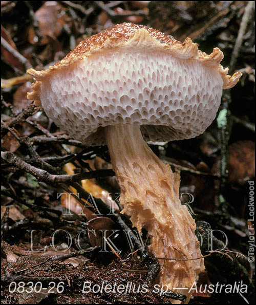 Boletellus sp. Ñ Australia