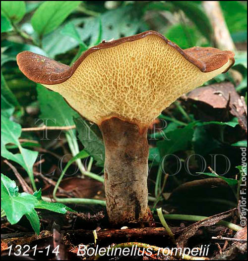 Boletinellus rompelii