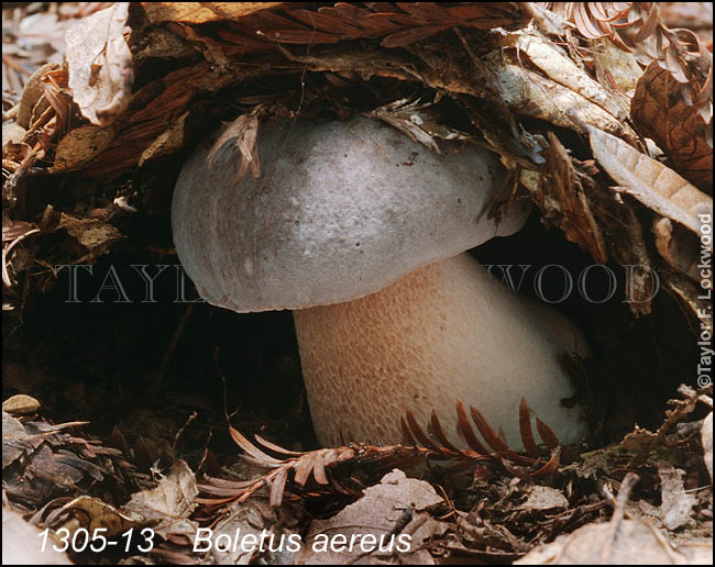 Boletus aereus