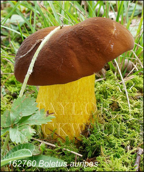 Boletus auripes