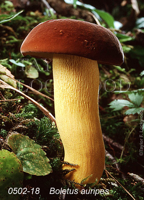 Boletus auripes