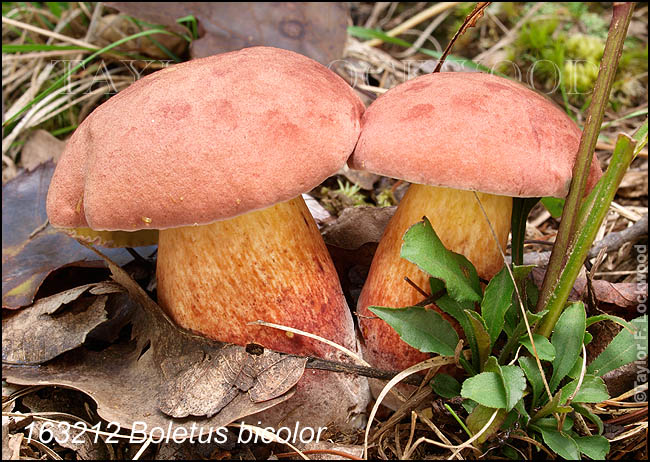 Boletus bicolor