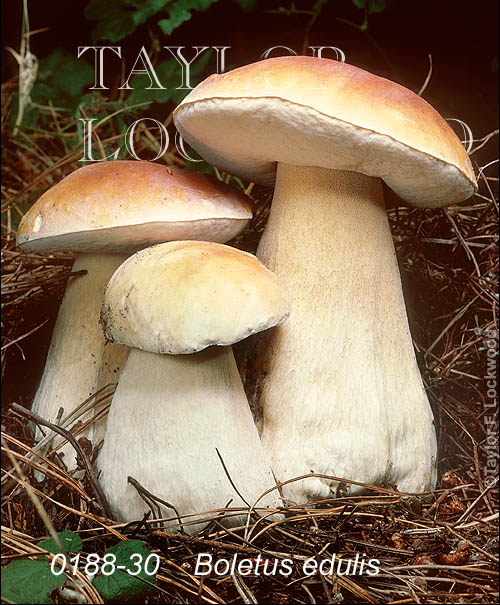 Boletus edulis