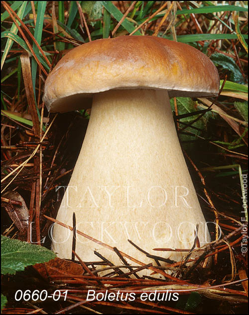 Boletus edulis