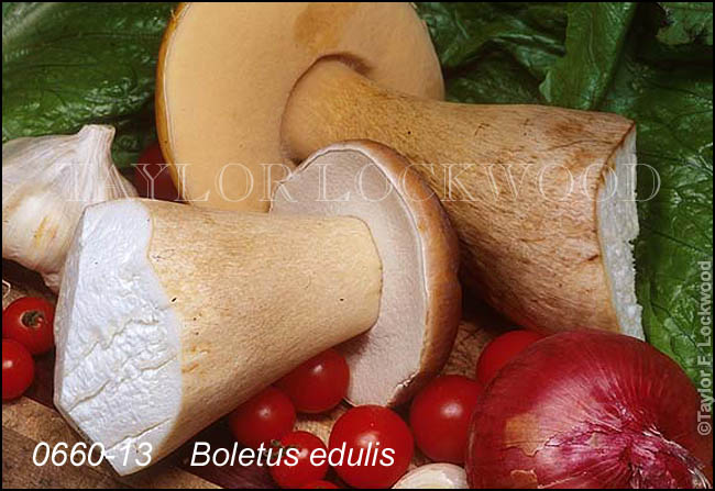 Boletus edulis