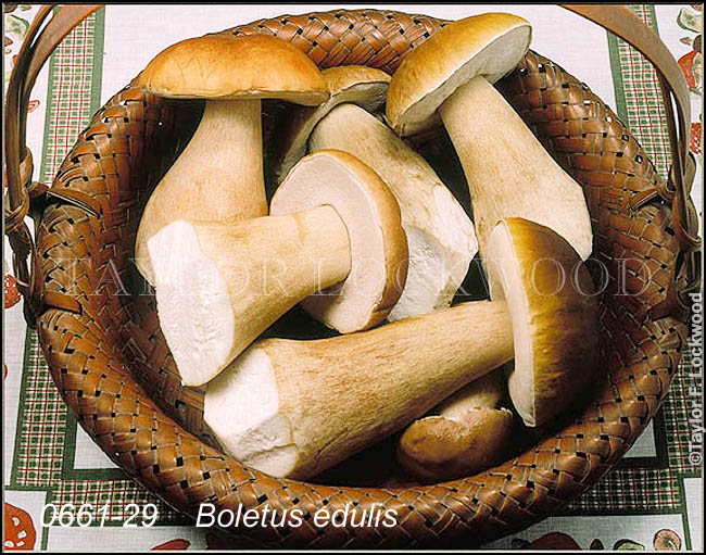 Boletus edulis