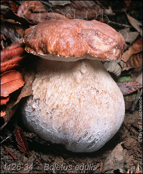 Boletus edulis