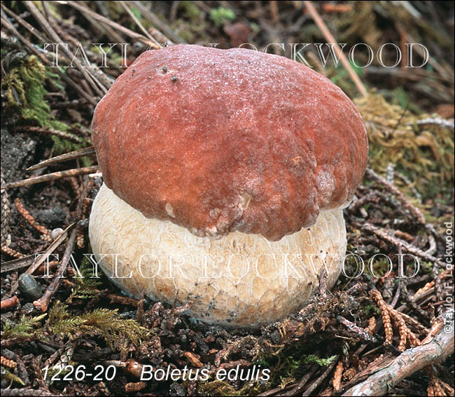 Boletus edulis