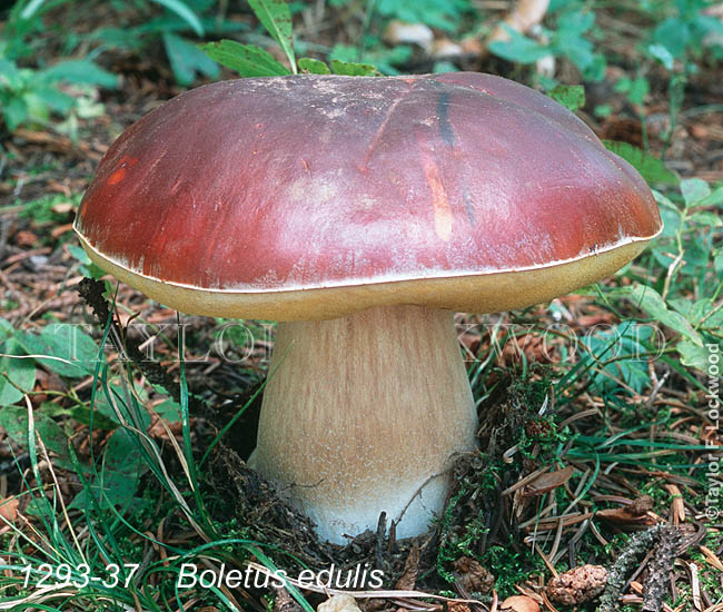 Boletus edulis