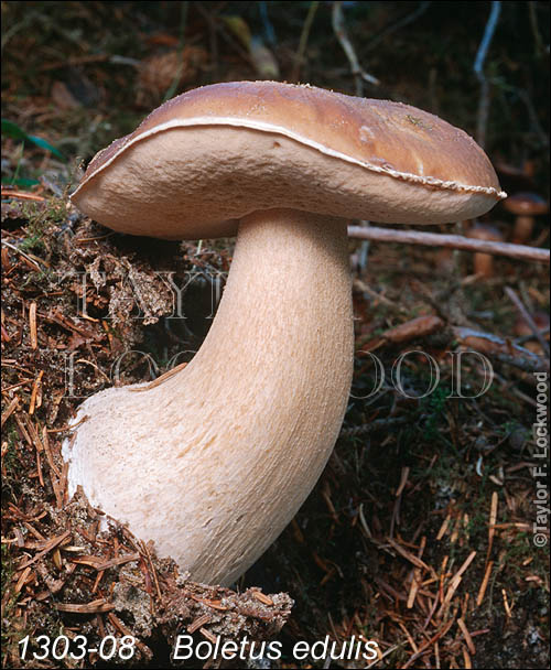 Boletus edulis