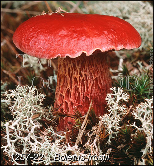 Boletus frostii