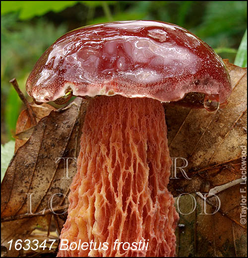 Boletus frostii